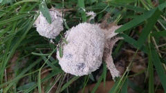 Fuligo cinerea