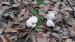 Fuligo cinerea
