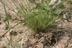 Bulbostylis hispidula pyriformis