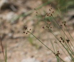 Bulbostylis hispidula pyriformis