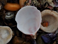 Acrosterigma kerslakae