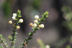 Acacia mitchellii