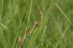 Cyperus rigidifolius
