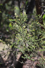 Acacia mitchellii