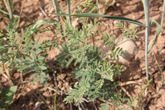 Prosopis farcta
