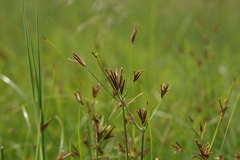 Cyperus rigidifolius