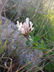 Trifolium clypeatum