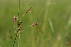 Cyperus rigidifolius