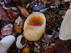 Nerita erythrostoma