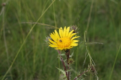 Berkheya discolor