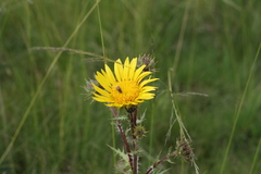Berkheya discolor