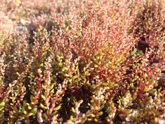 Sedum microcarpum
