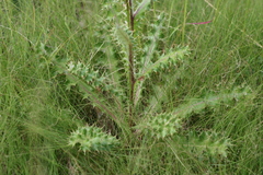 Berkheya discolor