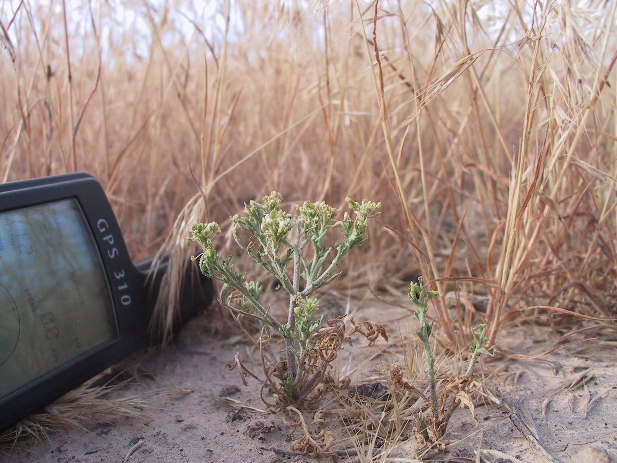 Lepidium papilliferum