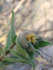 Podonosma orientalis