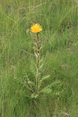 Berkheya discolor