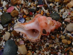 Chicoreus denudatus