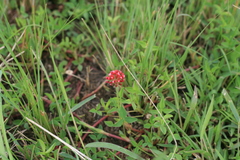 Trifolium africanum