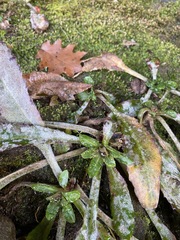 Micranthes micranthidifolia