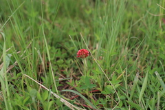 Trifolium africanum