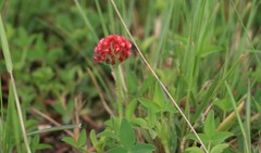 Trifolium africanum