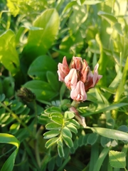 Astragalus palaestinus