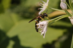 Philanthus solivagus