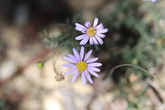 Brachyscome multifida dilatata