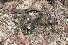Brachyscome multifida dilatata