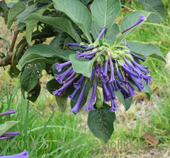 Iochroma cyaneum
