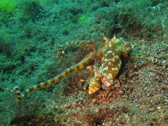 Wunderpus photogenicus