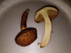 Leccinellum albellum