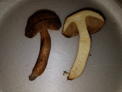 Leccinellum albellum