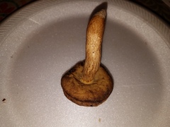 Leccinellum albellum