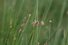 Schoenoplectus decipiens