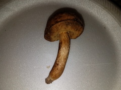 Leccinellum albellum