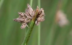 Schoenoplectus decipiens