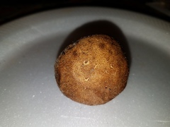 Leccinellum albellum