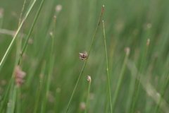 Schoenoplectus decipiens