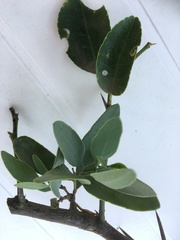 Tapinanthus