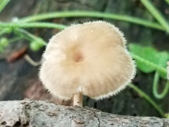 Lentinus flexipes