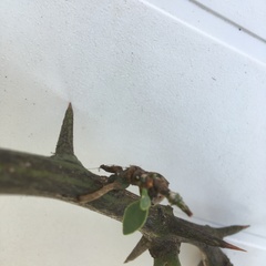 Tapinanthus