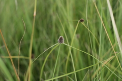 Cyperus teneristolon