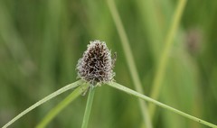 Cyperus teneristolon
