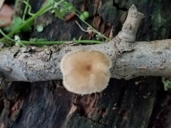 Lentinus flexipes