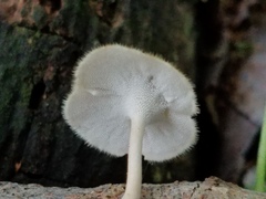 Lentinus flexipes