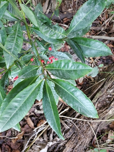 Ardisia image