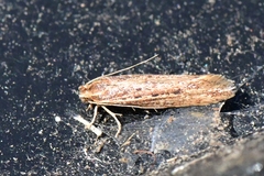 Ypsolopha sp-sw