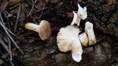 Russula pulverulenta