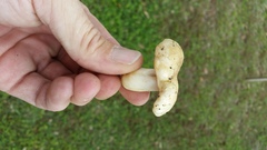 Russula pulverulenta